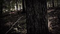 Motion_halloween_woods1