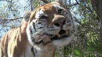 Tigersounds