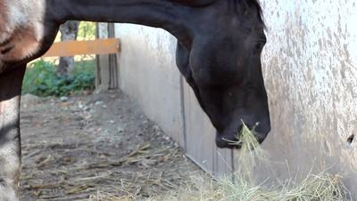 Free Sexx Video With Horse Stock Video Footage - (8,335 Free Downloads)