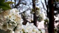 Blossoming_white_cherry_tree