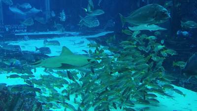 Free Fish Stock Video Footage - (2,316 Free Downloads)