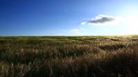 Wheat_field_with_blue_sky
