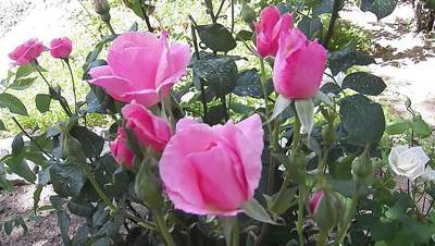 Free Flowers Stock Video Footage - (2,584 Free Downloads)