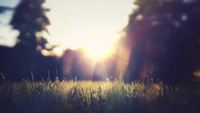 Backyard-4k-living-background