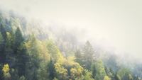 Foggy-winter-4k-living-background
