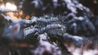 Snow Branch 4K Living Achtergrond