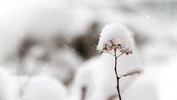 Snowy-flower-4k-living-background