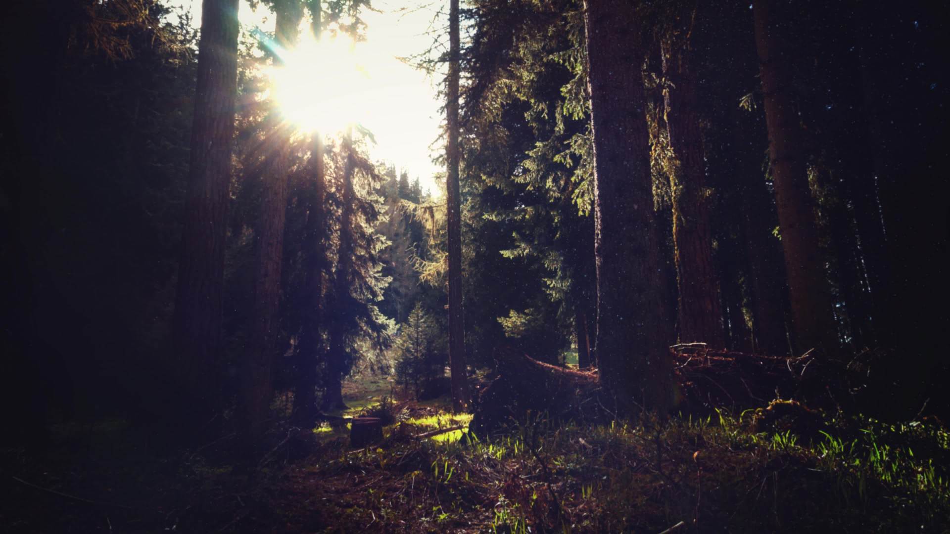 Дарк форест густой лес. Лес фон. Кафедральная роща: британская колумбия. Аргонский лес. Темно зеленый лес.