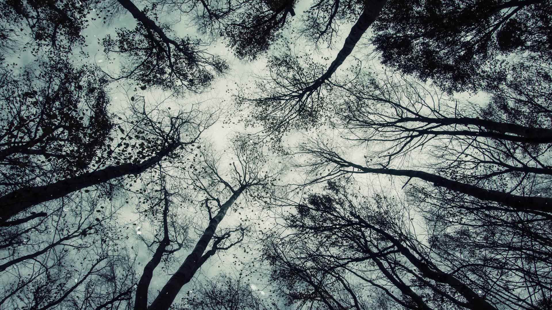 Winter Forest 4k Living Background Free Hd Video Clips Stock Video Footage At Videezy