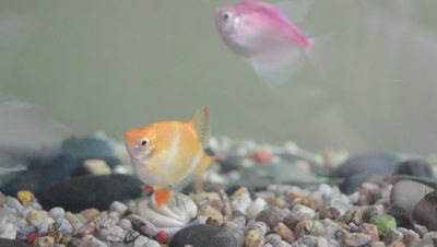 Free Fish Stock Video Footage - (2,316 Free Downloads)