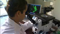 Lab-worker checking microscope