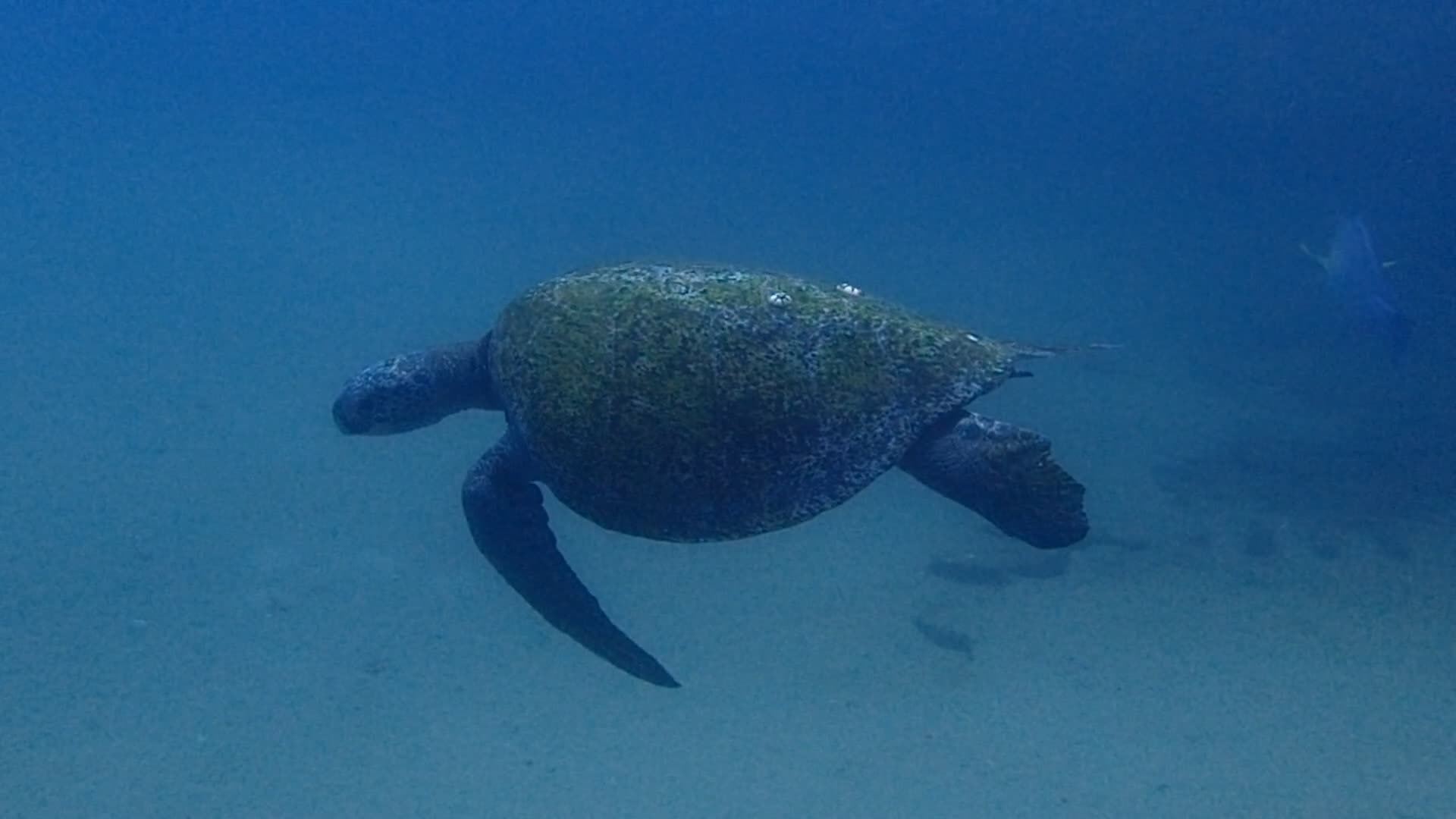Image vectorielle Tortue de mer et sacs en plastique sur fond blanc par  ©interactimages - 301518484, image size:1920x1080