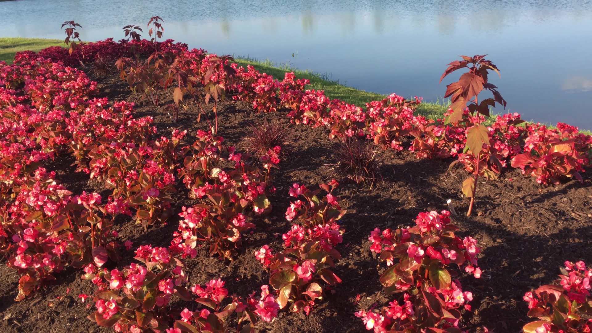 Mooie Roze Bloemen Door Water 4k, image size:1920x1080