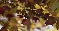 Nature-dynamic-scene-with-red-leaves-moving-slowly-on-defocused-trees-background-in-4k