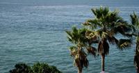 Slow-panning-shot-going-to-the-left-of-palm-trees-with-sea-background-in-4k