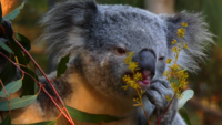 Koala-bear-eating-plant-4k