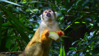 Capuchin-monkey-eating-fruit-4k