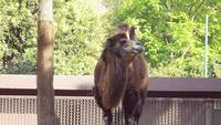 Camel-eating-in-zoo-habitat-zoo31-eyed2201-a