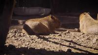 Two-capybaras-in-zoo-habitat-2387