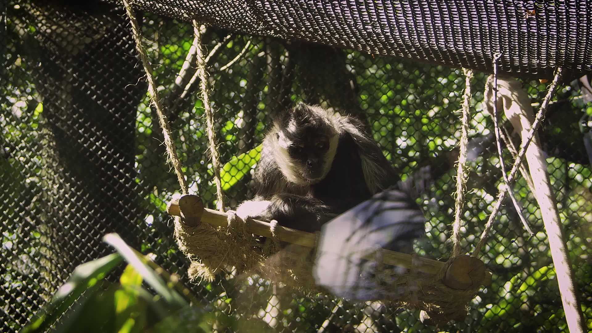 Hábitat y Costumbres del Mono Araña | PDF | Ficus | Selva, image size:1920x1080