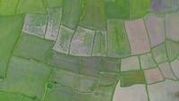 Área verde agrícola da exploração agrícola do arroz da vista aérea de Tailândia.