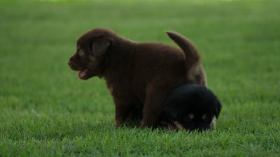 Cute Puppy baby dog playing in the green park - Free HD Video Clips ...