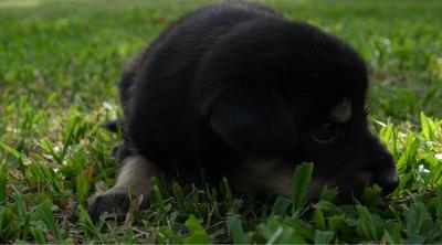Cute Puppy baby dog playing in the green park - Free HD Video Clips ...