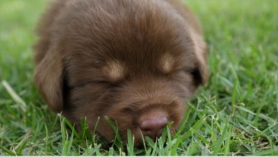 Cute Puppy baby dog playing in the green park - Free HD Video Clips ...