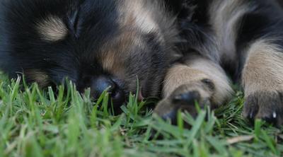 Cute Puppy baby dog playing in the green park - Free HD Video Clips ...