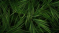 Summer Palm Trees Leaves Background Loop