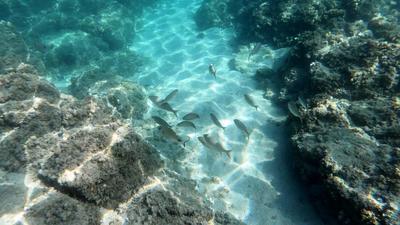 Free Fish Stock Video Footage - (2,316 Free Downloads)