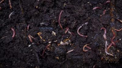 Earthworms In The Compost - Free HD Video Clips & Stock Video Footage ...