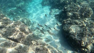 Free Fish Stock Video Footage - (2,316 Free Downloads)