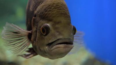 Free Fish Stock Video Footage - (2,316 Free Downloads)