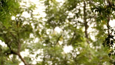 Free Video Bokeh Barat Stock Video Footage - (5,278 Free Downloads)