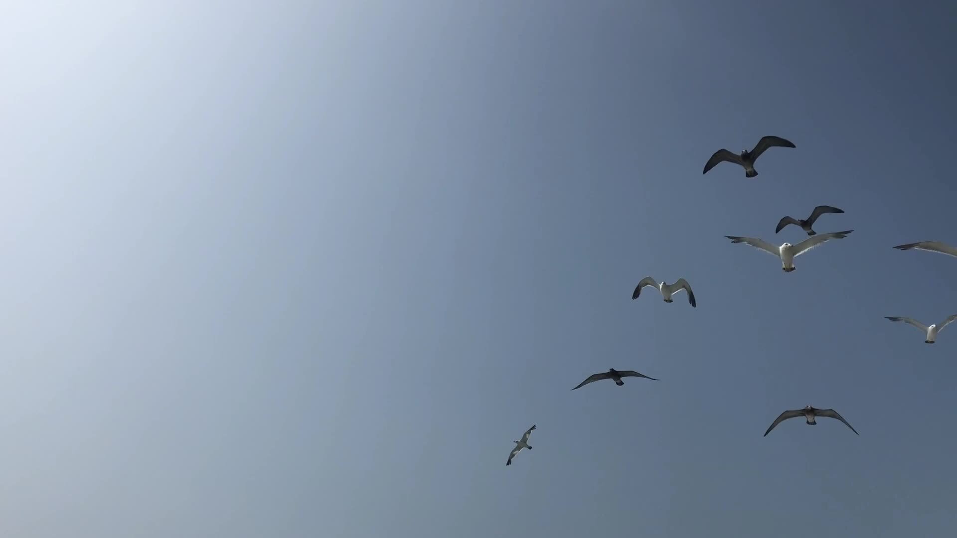 PATOS VOLANDO En estos tiempos batallando porque hay poca agua en arroyos,  bordos y Lagunas., image size:1920x1080