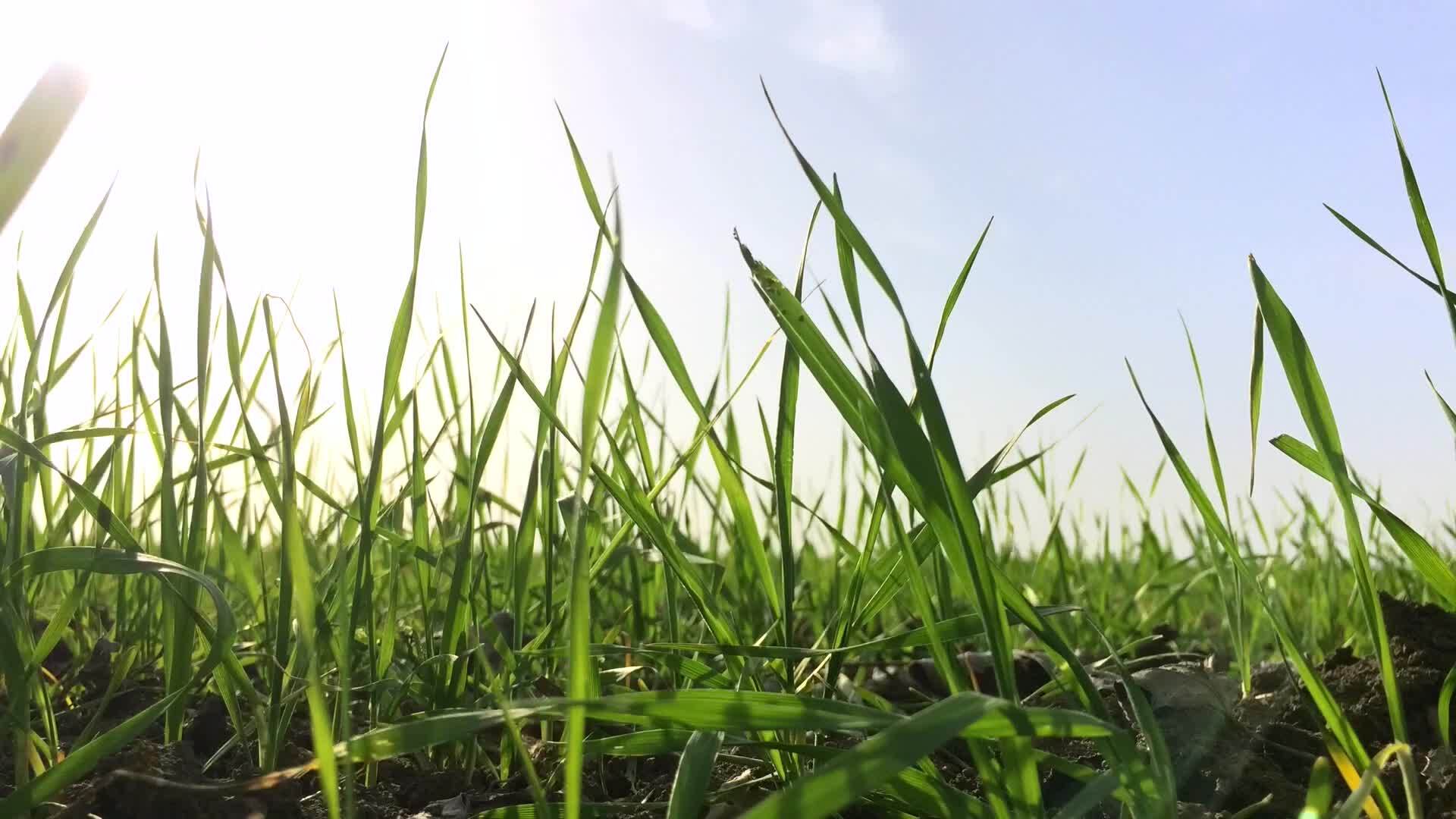 Het zonlicht op een tarwekiem veld - Gratis HD-videomateriaal bij Videezy!, image size:1920x1080