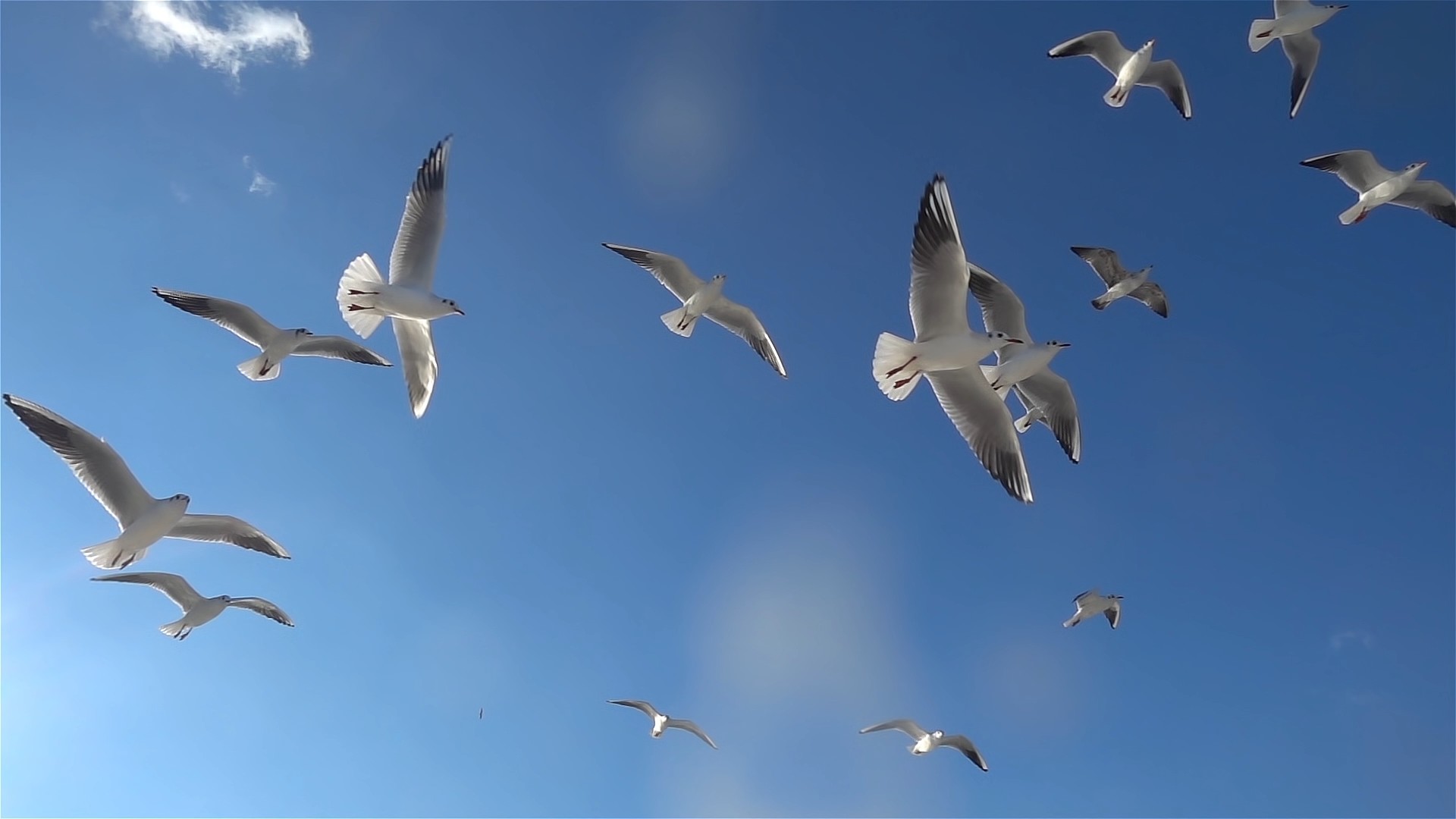 Manada De Patos Que Sobrevuelan Imagen de archivo - Imagen de extracto,  nube: 288212185, image size:1920x1080