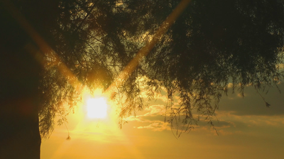 Free Trees Stock Video Footage - (3,817 Free Downloads)