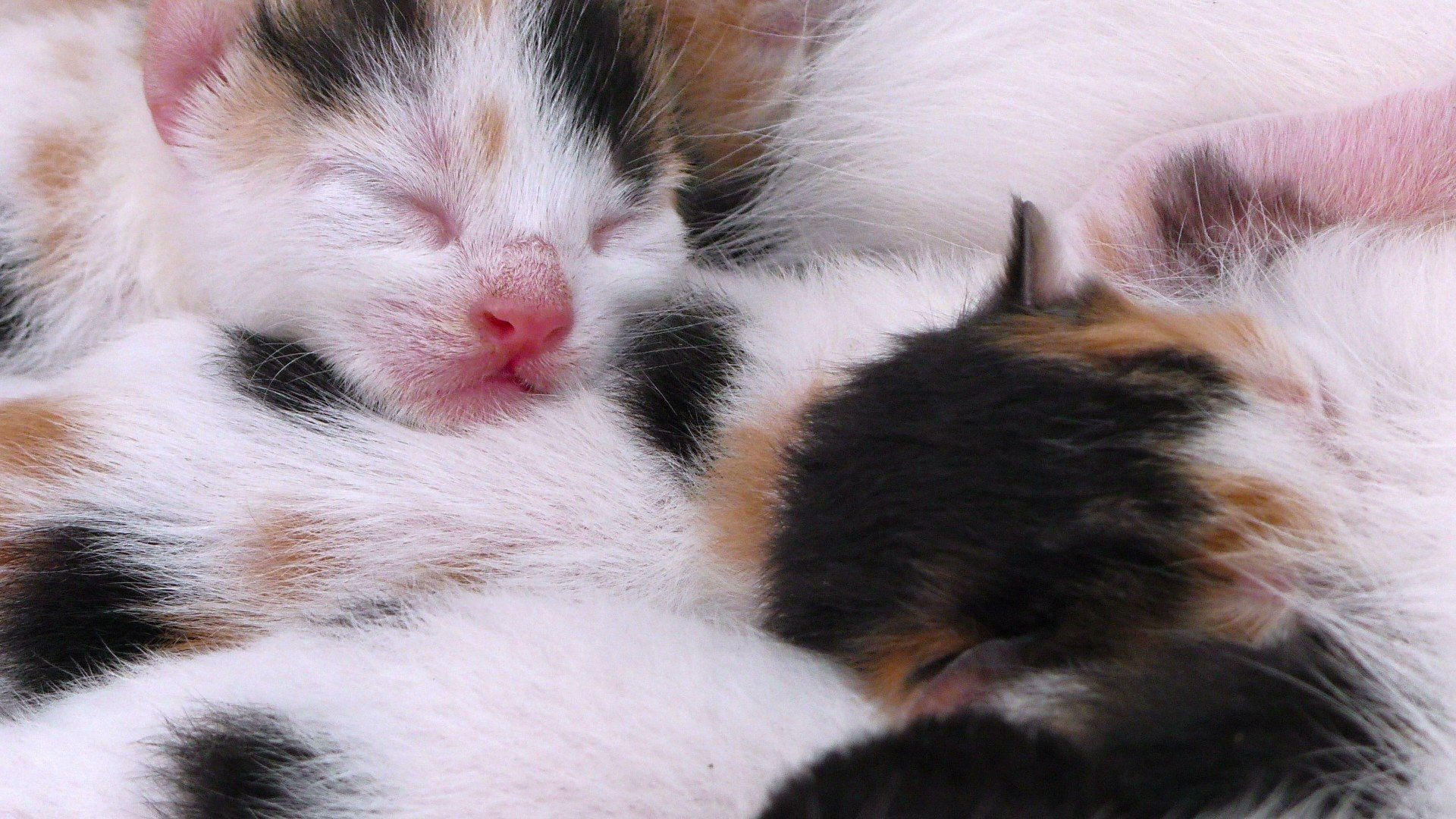 Cómo preparar la llegada de un gatito a casa? Consejos y recomendaciones |  Ultima, image size:1920x1080