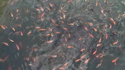Free Fish Stock Video Footage - (2,316 Free Downloads)