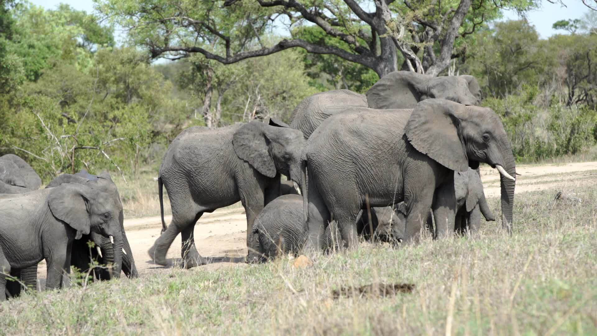 De majestueuze olifanten van Chiangmai, Thailand - Gratis HD-videomateriaal  bij Videezy!, image size:1920x1080