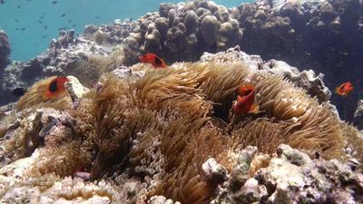 Free Fish Stock Video Footage - (2,316 Free Downloads)