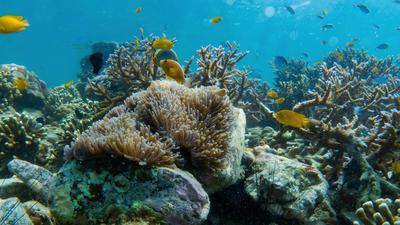 Free Fish Stock Video Footage - (2,316 Free Downloads)