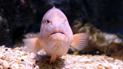 Free Fish Stock Video Footage - (2,316 Free Downloads)