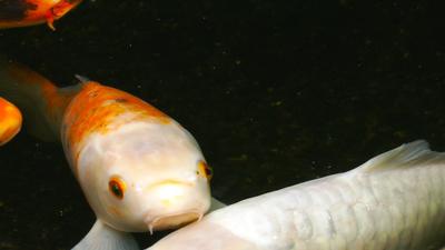 Free Fish Stock Video Footage - (2,316 Free Downloads)