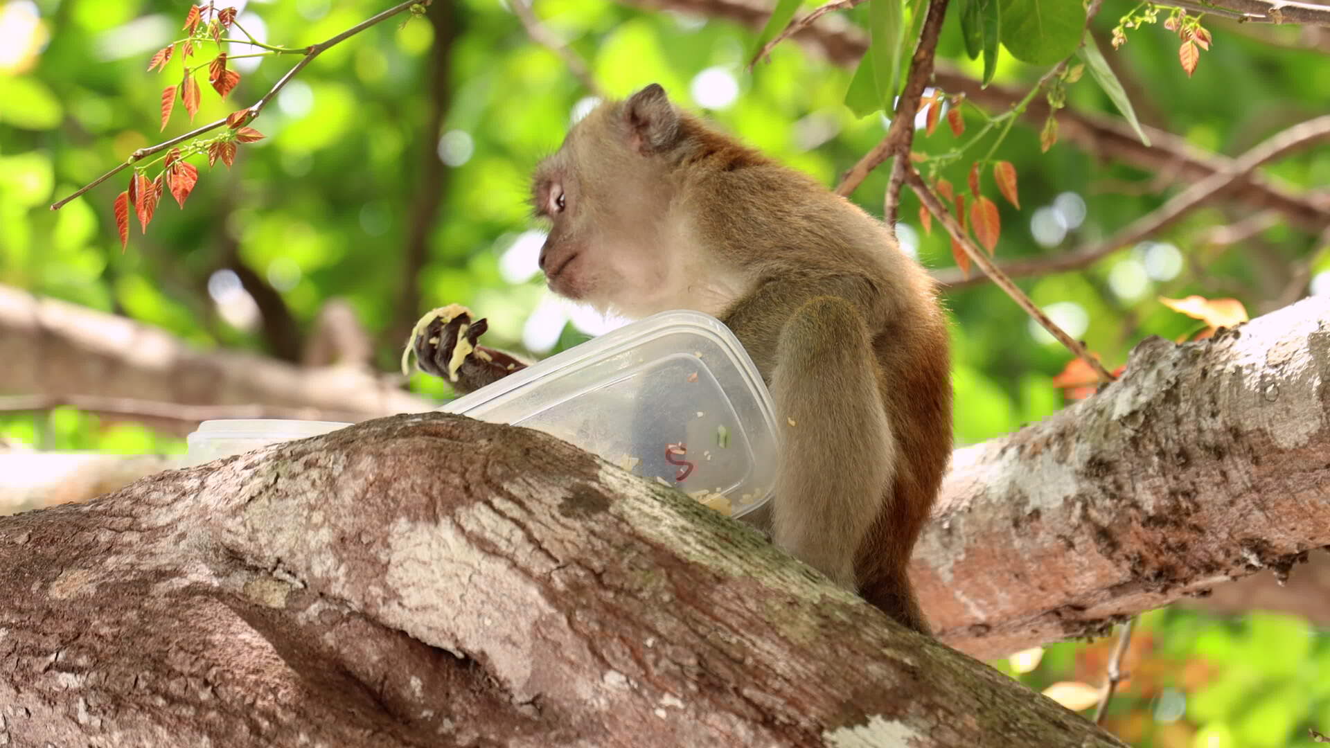 mono araña, mono, primate | Hippopx, image size:1920x1080