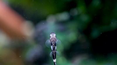 Free Aquarium Stock Video Footage - (465 Free Downloads)