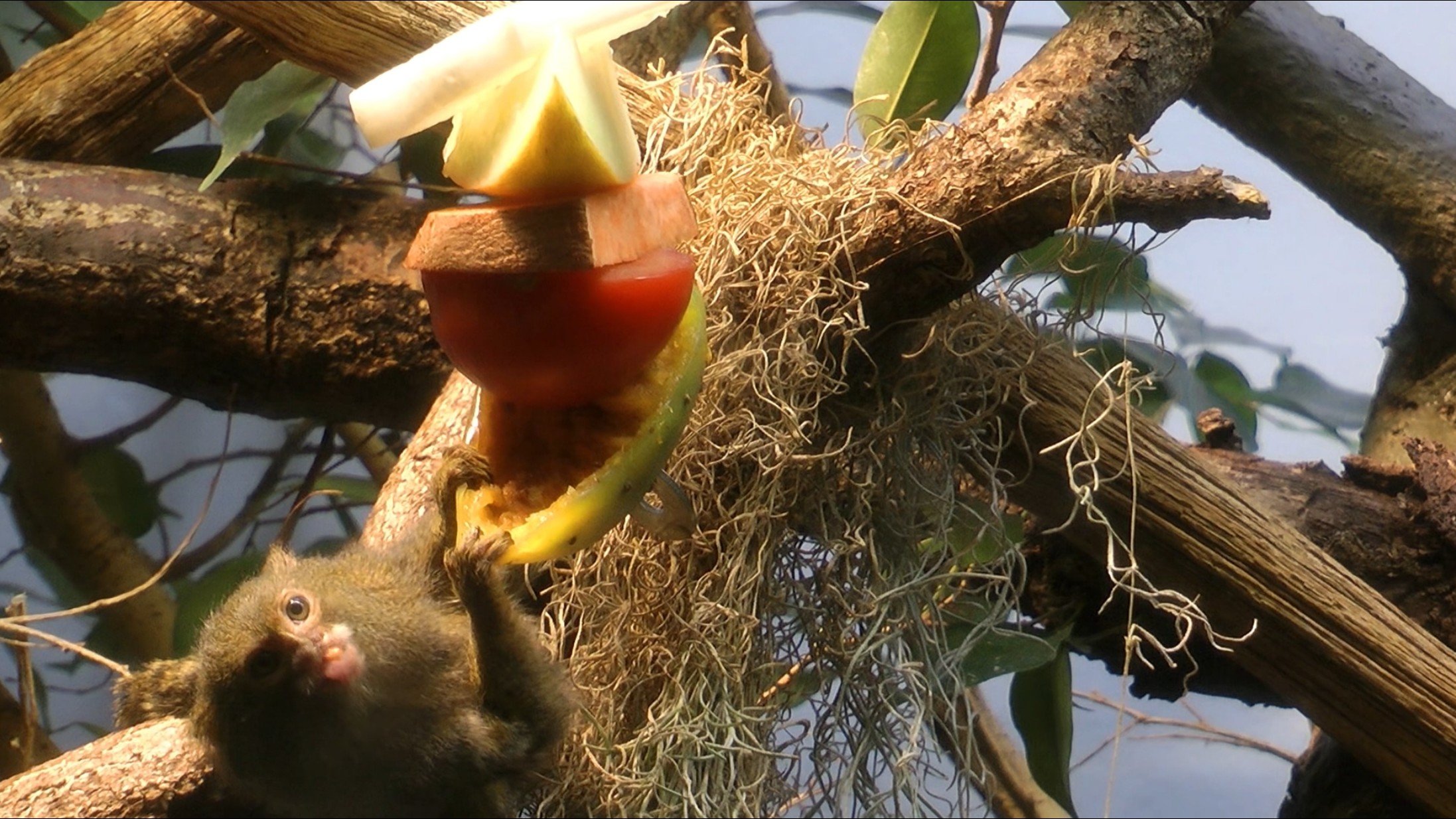 Mono araña en columpio en el hábitat del zoológico - ¡Clips y Vídeos HD de  Gratis en Videezy!, image size:2194x1234