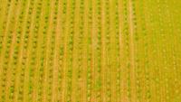 Aerial view on young trees